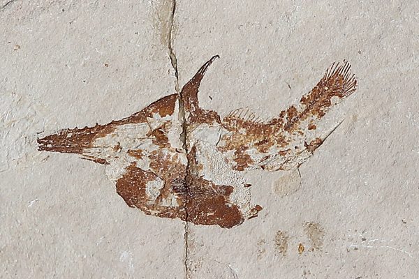 Rostropycnodus gayeti - 7cm