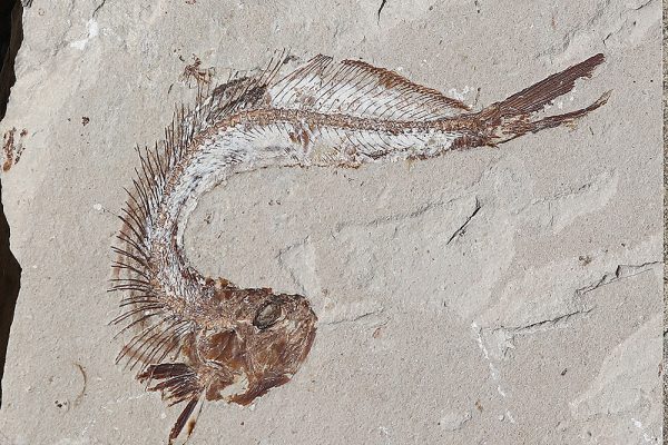 Ichthyodectiforme sp. - 14cm