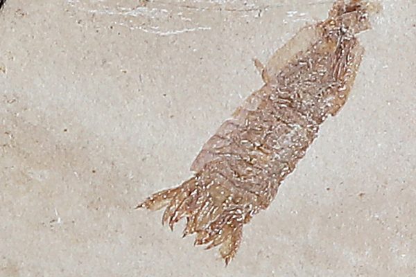Pseudosculda syriaca - 4cm