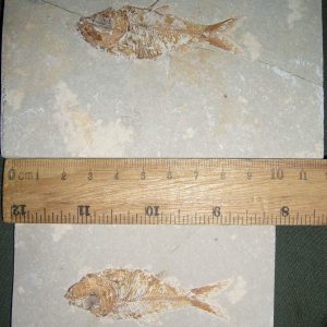 Armigatus 07