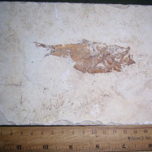 Armigatus 15