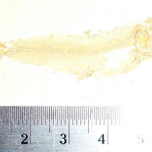 Ctenodentelops striarus 05