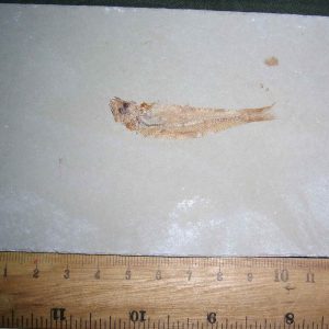Ctenodentelops striarus 18