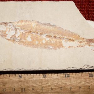 Ctenodentelops striarus 20