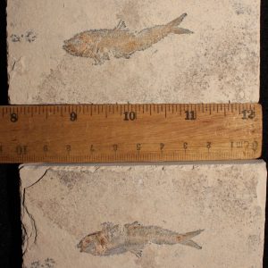 Ctenodentelops striarus 22