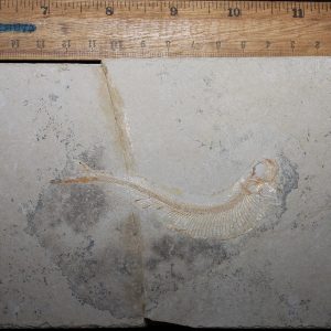 Ichthyodectiformes 11