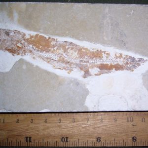 Lebonichthys namourensis 21