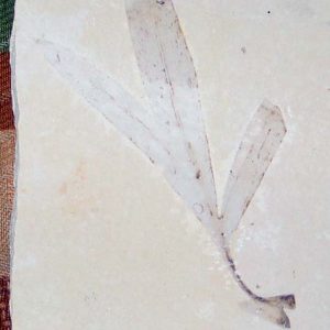 Sapindopsis 04