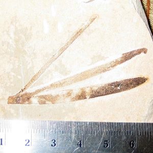 Sapindopsis 23R