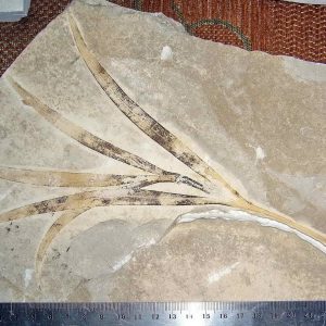Sapindopsis 38