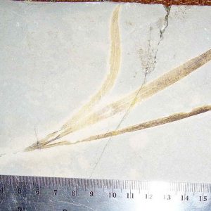 Sapindopsis 43