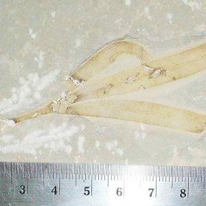 Sapindopsis 46