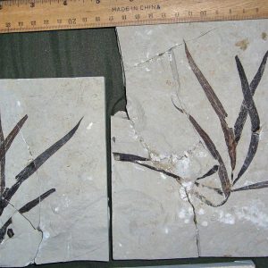 Sapindopsis 50