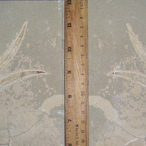 Sapindopsis 53