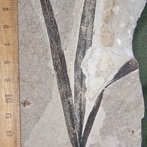 Sapindopsis 58