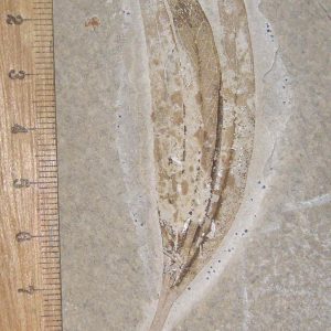 Sapindopsis 59