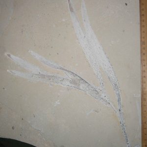 Sapindopsis 69