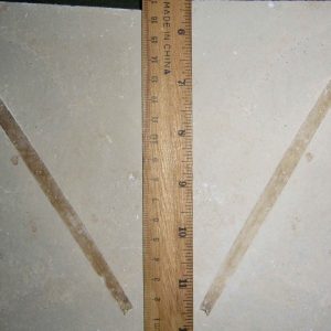 Sapindopsis 71