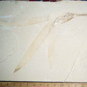 Sapindopsis 78R