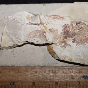 Spaniodon 11
