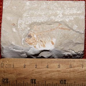 Triplomystus noorae 12