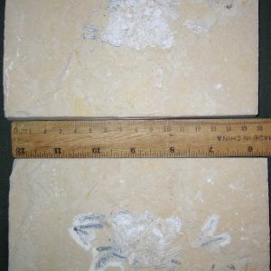 Corazzatocarcinus hadjoulae 13