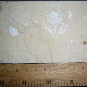 Corazzatocarcinus hadjoulae 18