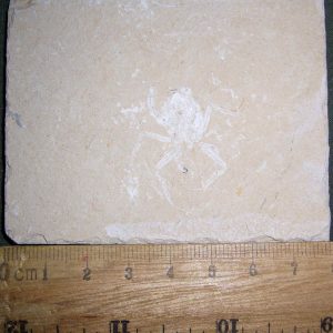 Corazzatocarcinus hadjoulae 20
