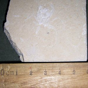 Corazzatocarcinus hadjoulae 21