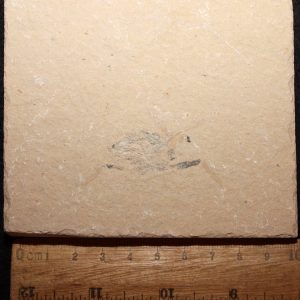 Corazzatocarcinus hadjoulae 24