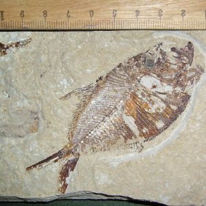 Diplomystus birdi 20