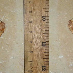 Diplomystus birdi 27