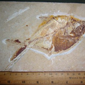 Diplomystus birdi 39