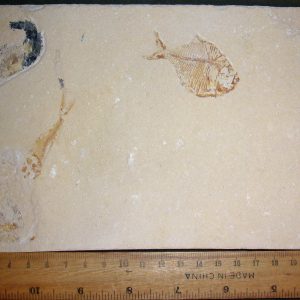 Diplomystus birdi 41