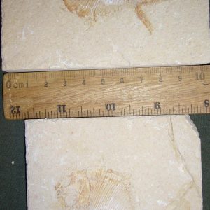 Diplomystus birdi 53