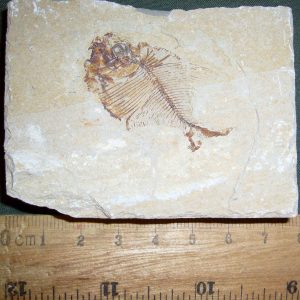 Diplomystus birdi 55