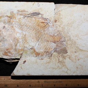 Macropomoides 31