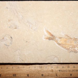 Nematonotus botae 102