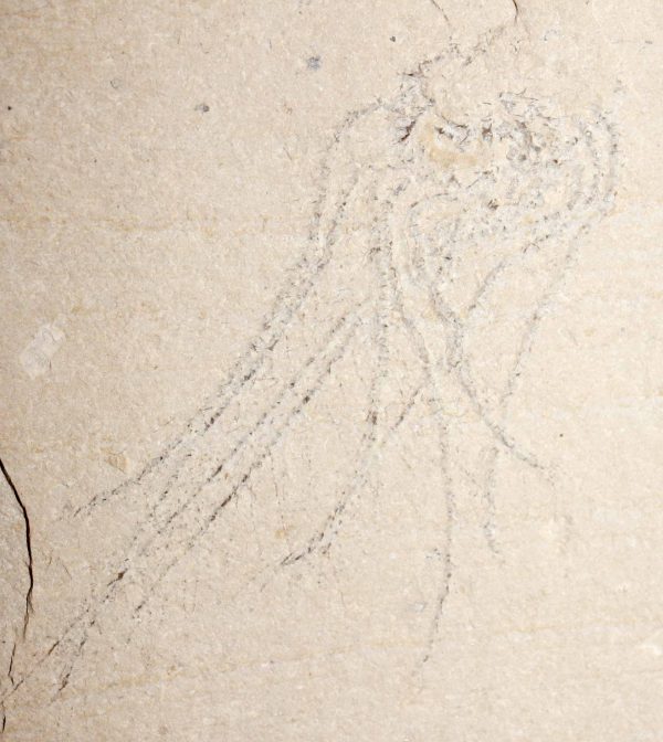 Squid 33 - Image 3