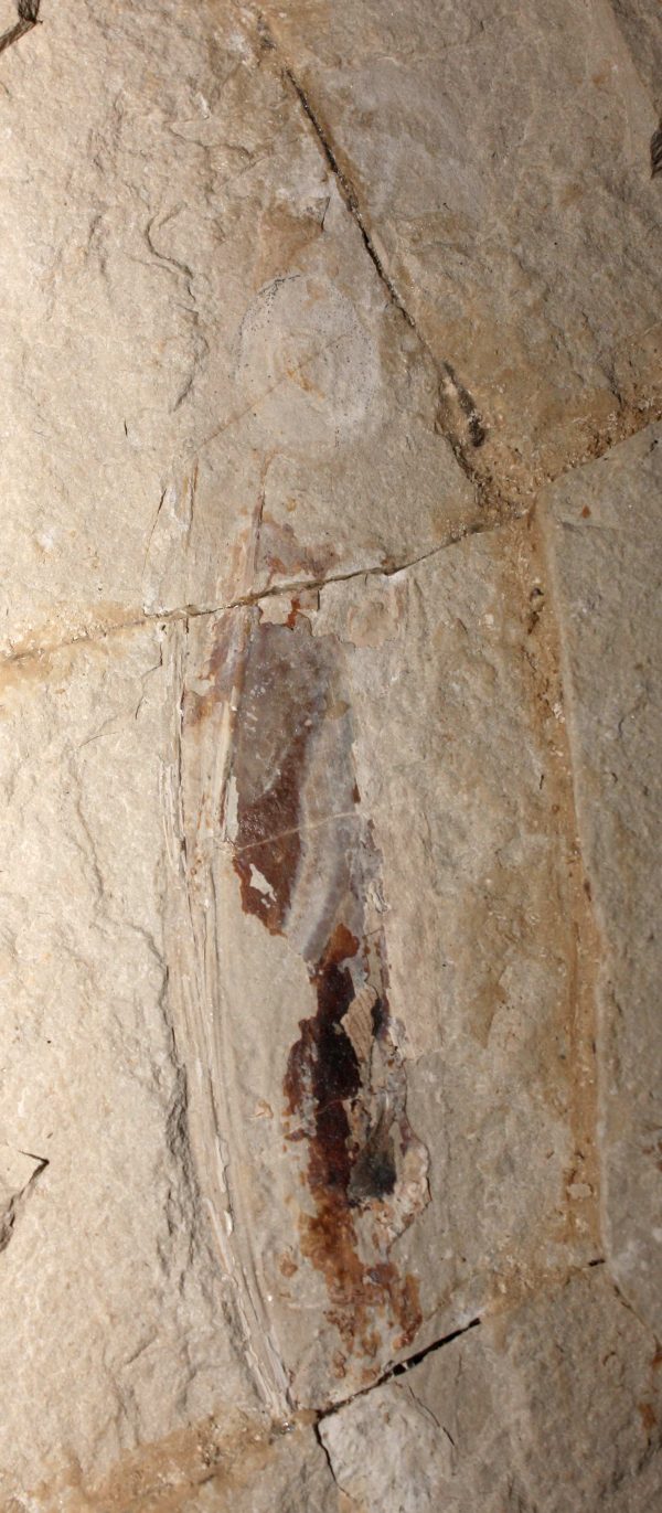 Squid 61 - Image 2