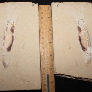 Squid 79