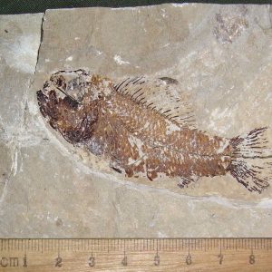 Pateroperca libanica 11