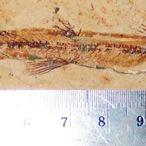 Charitopsis spinosus 01