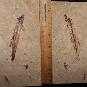 Charitopsis spinosus 13