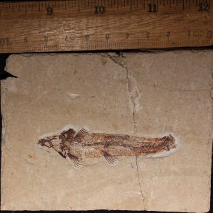 Charitopsis spinosus 17