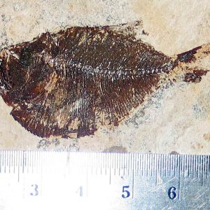 Diplomystus birdi 01