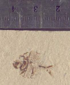 Diplomystus birdi 10