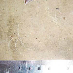 Geocoma libanotica 33