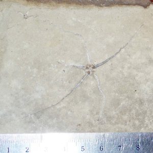 Geocoma libanotica 37