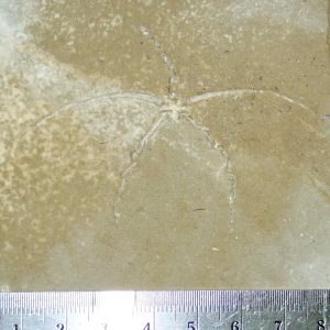 Geocoma libanotica 38